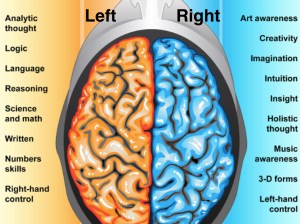 Left brain.001